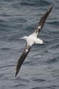 Albatross, glliding forever over the South Atlantic