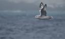 Seagull off Bouvet Island